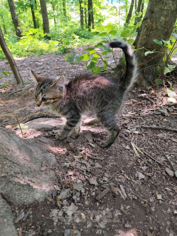 Кошки в других городах Орловской области: Отдам в добрые руки  Девочка, Бесплатно - фото 5