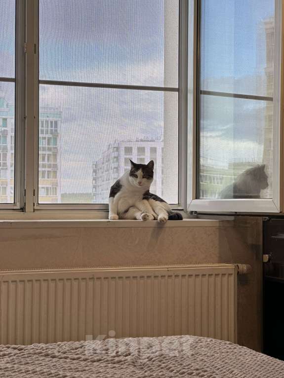 Кошки в других городах Московской области: Отдам в добрые руки двух братиков Мальчик, Бесплатно - фото 4