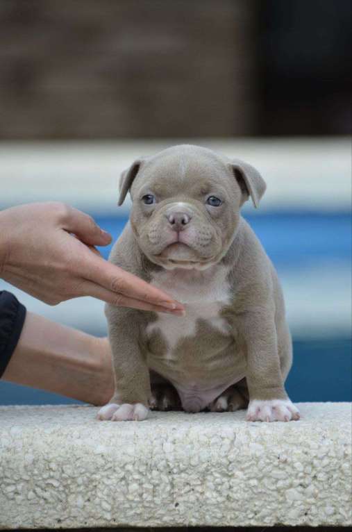 Собаки в других городах Краснодарского края: Щенок американский булли Мальчик, 180 000 руб. - фото 4