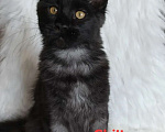 Кошки в Санкт-Петербурге: Chilly Diesel Power черный мейн-кун Девочка, 110 000 руб. - фото 8