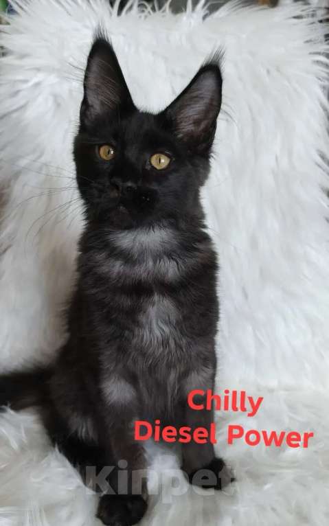 Кошки в Санкт-Петербурге: Chilly Diesel Power черный мейн-кун Девочка, 110 000 руб. - фото 8