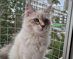 Кошки в Москве: Котенок девочка породы Невская Маскарадная Астерия Девочка, 33 000 руб. - фото 8