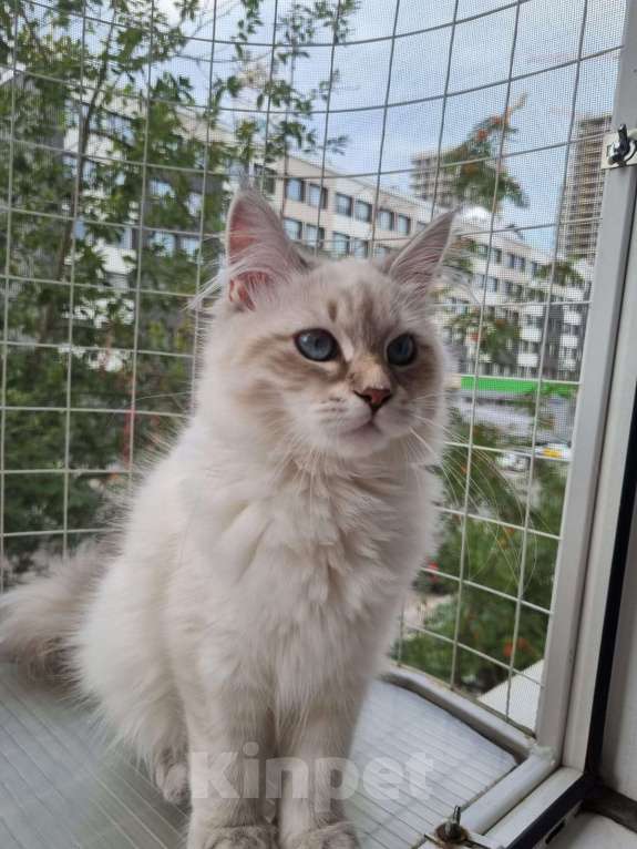 Кошки в Москве: Котенок девочка породы Невская Маскарадная Астерия Девочка, 33 000 руб. - фото 8