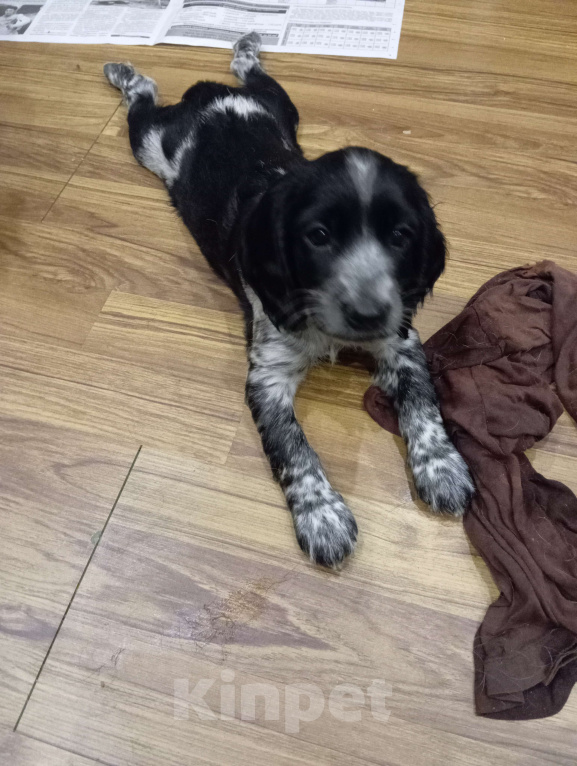 Собаки в Курске: щенки русского охотничьего спаниеля Девочка, Бесплатно - фото 2