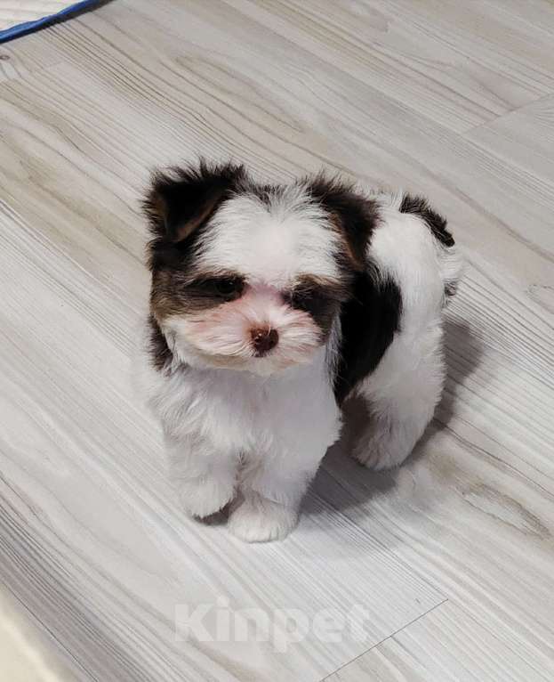 Собаки в Санкт-Петербурге: Орхидея Петербургская Разнополые, 40 000 руб. - фото 5