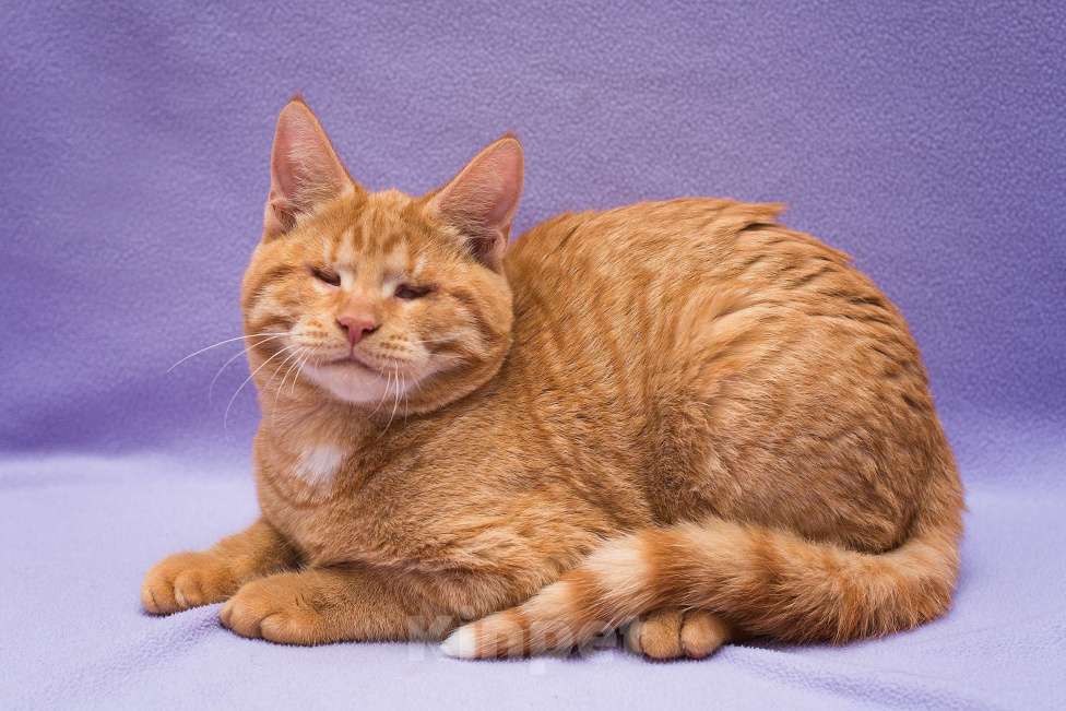 Кошки в Москве: Рыжий Барсик, 7 мес Мальчик, Бесплатно - фото 10