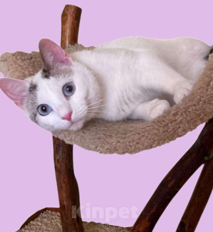 Кошки в Москве: Одри 3г в добрые руки Девочка, Бесплатно - фото 3