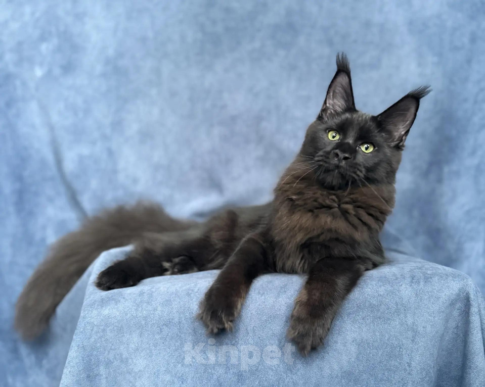 Кошки в Москве: Котенок мейн-кун Мальчик, 70 000 руб. - фото 5
