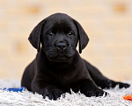 Собаки в других городах Московской области: Черные и коричневые щенки Лабрадора Девочка, 80 000 руб. - фото 3