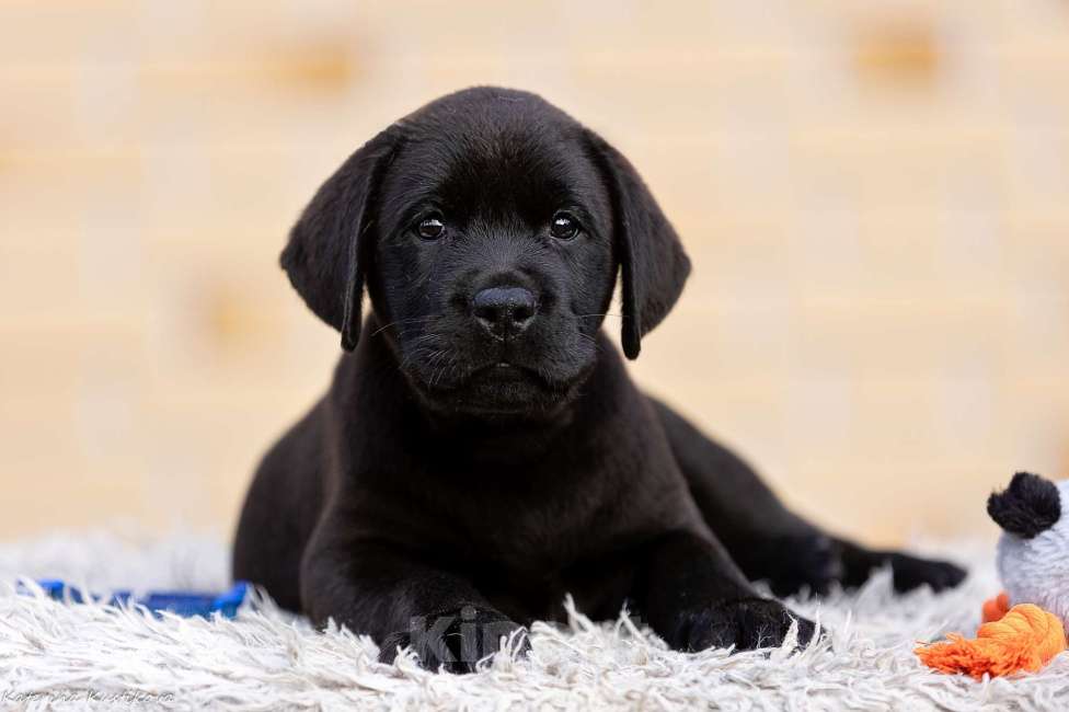 Собаки в других городах Московской области: Черные и коричневые щенки Лабрадора Девочка, 80 000 руб. - фото 3