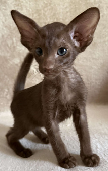 Ориентальный котик