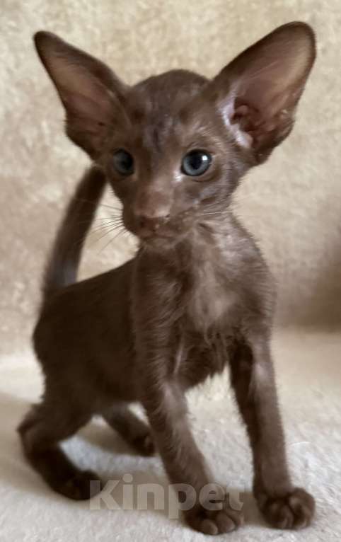 Кошки в Волжском: Ориентальный котик Мальчик, 55 000 руб. - фото 1
