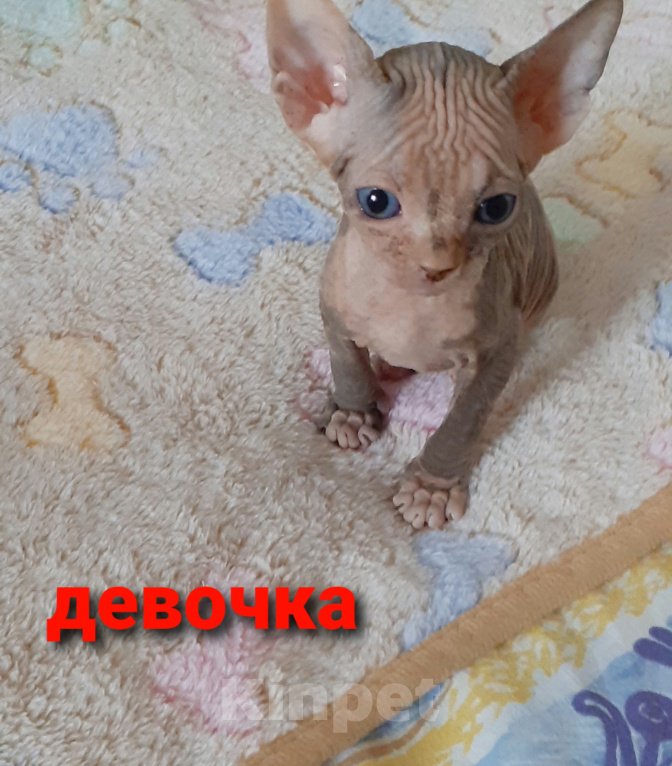 Кошки в Москве: Котёнок Канадского Сфинкса  Девочка, 15 000 руб. - фото 1