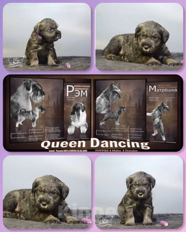 Собаки в Петрозаводске: Щенки миттельшнауцера Мальчик, 40 000 руб. - фото 1