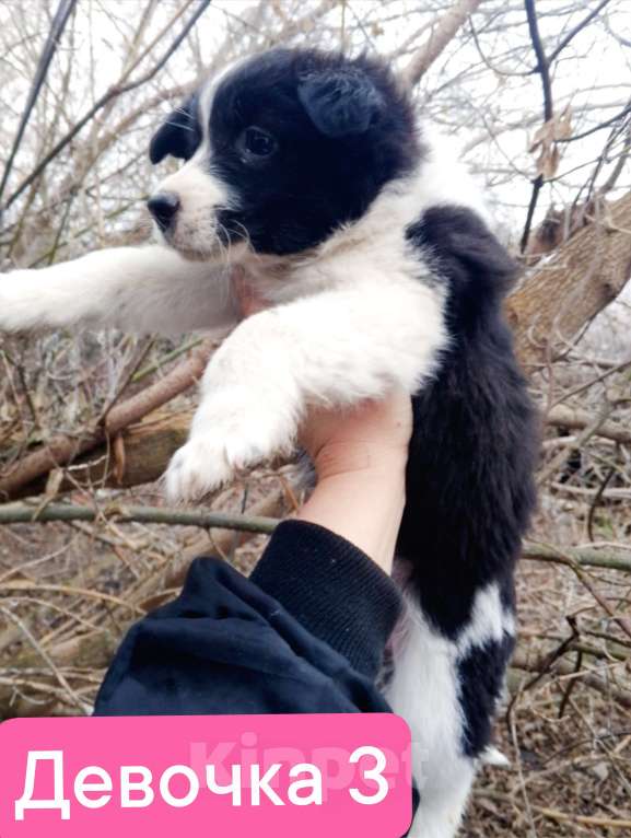 Собаки в Уварово: Щенок от маленькой собачки Девочка, Бесплатно - фото 1
