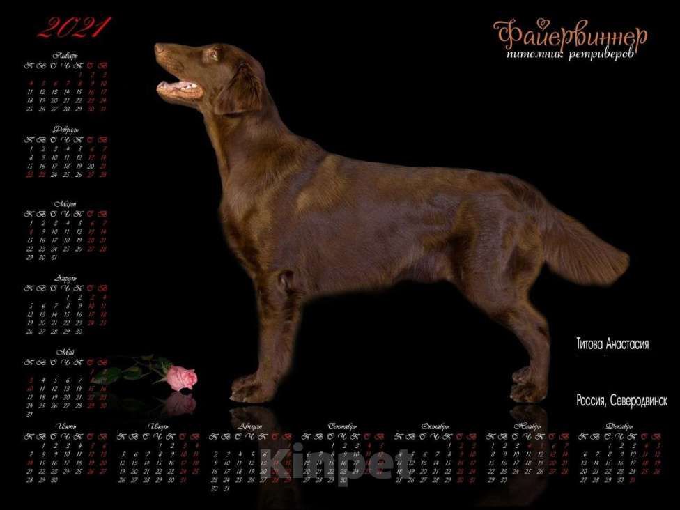 Собаки в Северодвинске: Вязка Мальчик, Бесплатно - фото 3