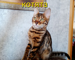 Кошки в Геленджике: Бенгальские котята Девочка, 20 000 руб. - фото 1