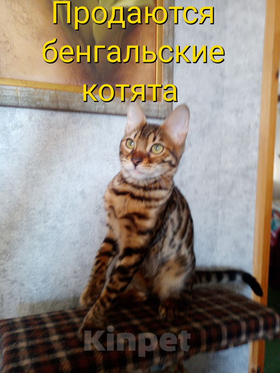 Кошки в Геленджике: Бенгальские котята Девочка, 20 000 руб. - фото 1