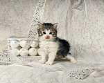 Кошки в Выксе: Великолепный мальчик курильский бобтейл  Мальчик, 10 000 руб. - фото 2