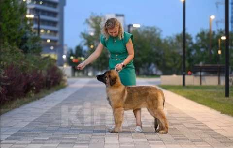 Собаки в других городах Московской области: Леонбергер - девочка - Zlata Sole Девочка, Бесплатно - фото 1