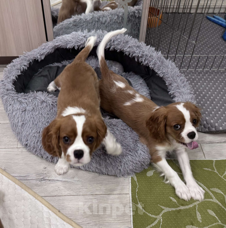 Собаки в Владимире: Щенки Кавалер Кинг Чарльз Спаниеля РКФ Мальчик, 75 000 руб. - фото 6