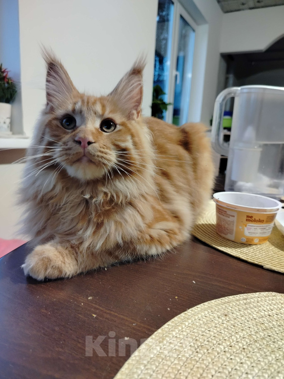 Кошки в Новосибирске: Коты Мальчик, 40 000 руб. - фото 6