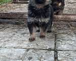Собаки в Шатуре: Щенки восточноевропейской овчарки, 6 000 руб. - фото 5