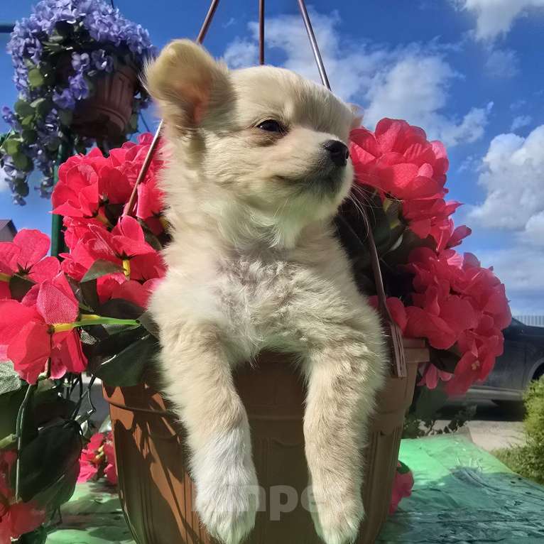 Собаки в Тамбове: Чихуахуа  Мальчик, Бесплатно - фото 4