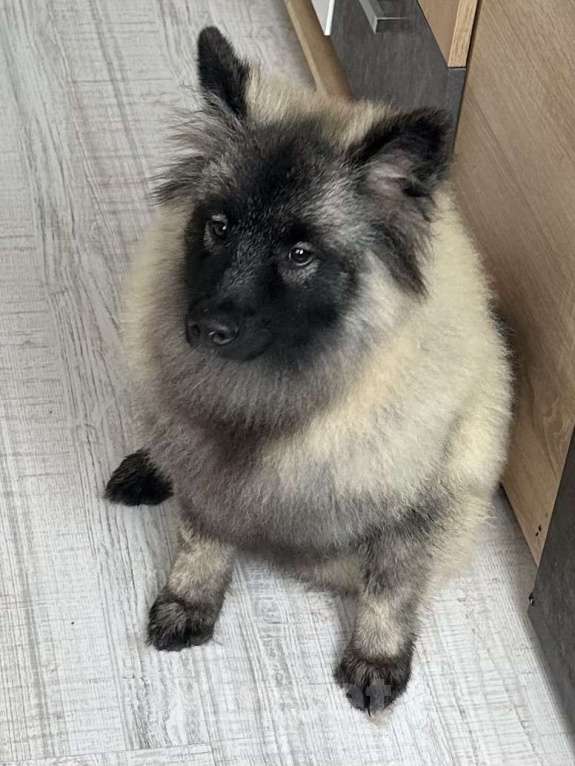 Собаки в Москве: Тайга Из Воронцовского Дворца  Девочка, 80 000 руб. - фото 2