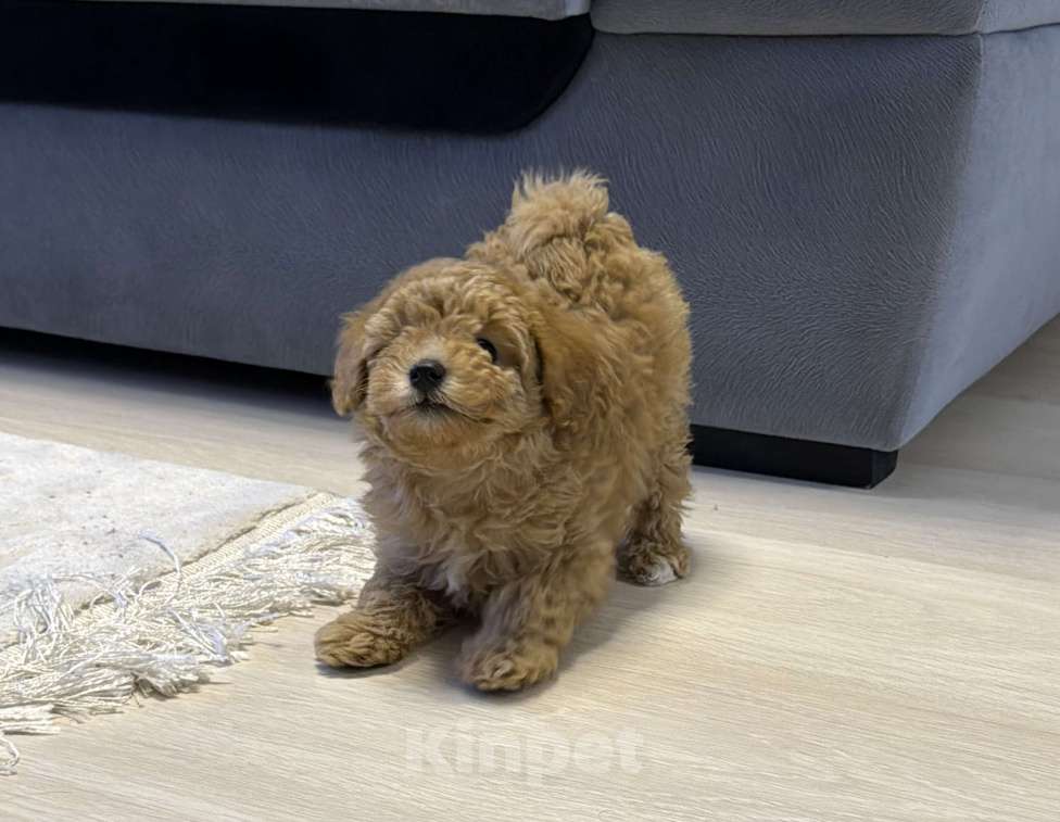 Собаки в Сургуте: Щенок породы мальтипу девочка Девочка, 80 000 руб. - фото 2