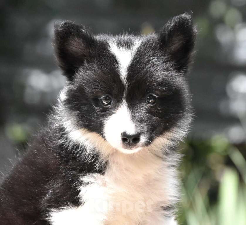 Собаки в Москве: Ненецкая оленегонная лайка. Помет «А». Сука Unmay no Akay Ito AGATA Девочка, 60 000 руб. - фото 7