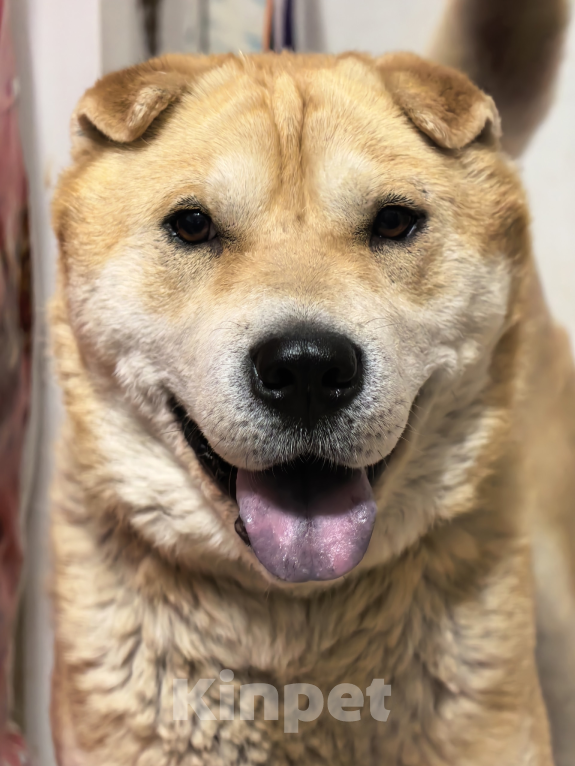 Собаки в Москве: Метис шарпея в добрые руки Мальчик, Бесплатно - фото 2