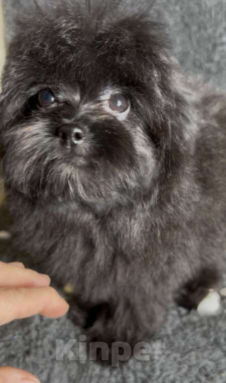 Собаки в Москве: Помапу девочка чёрная  Девочка, 50 000 руб. - фото 3