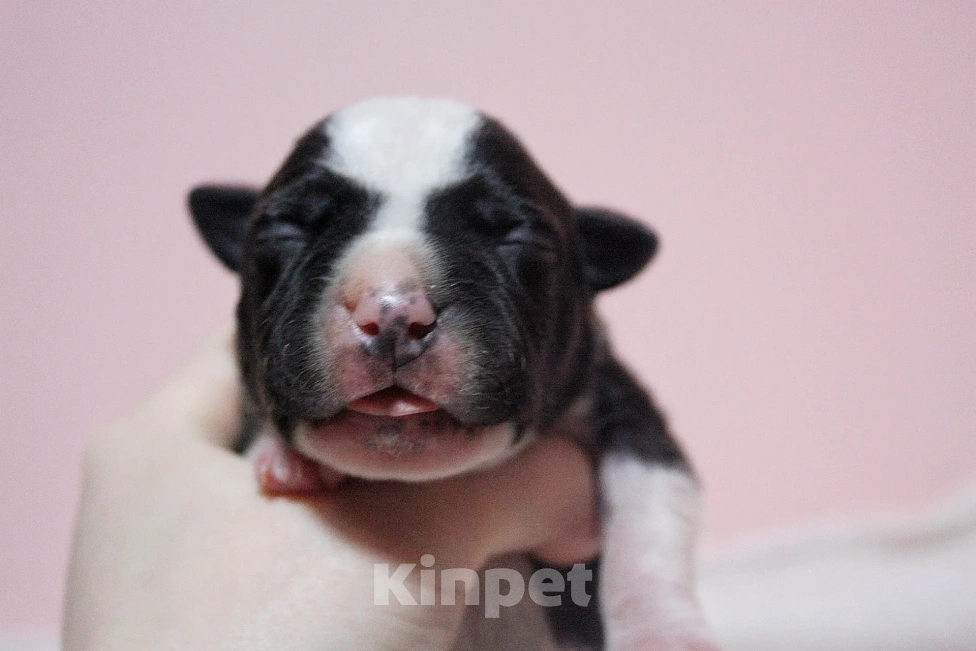 Собаки в Москве: Мальчики амстафф черного с белым окраса Мальчик, 80 000 руб. - фото 1