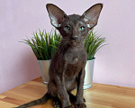 Кошки в Краснодаре: Бесподобный котёнок ориентал  Девочка, 39 999 руб. - фото 2