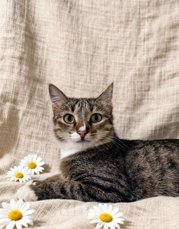 Кошки в Ижевске: кот в добрые руки Мальчик, Бесплатно - фото 2