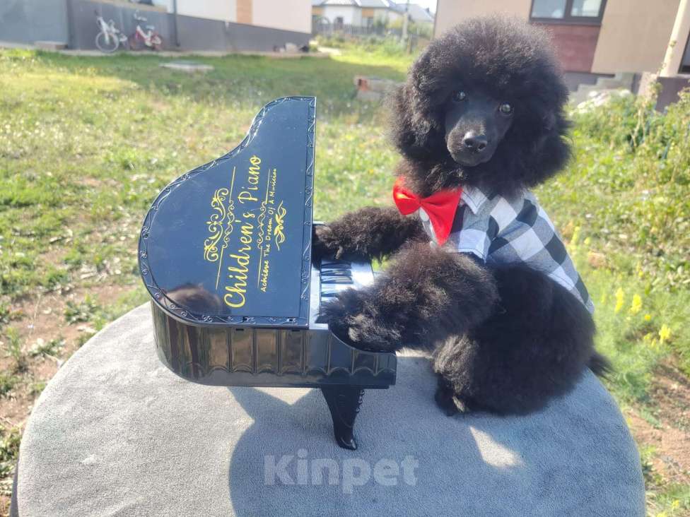Собаки в Самаре: щенок пудель Мальчик, Бесплатно - фото 1