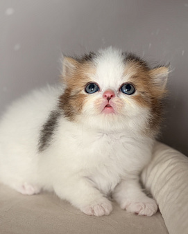 Хайленд страйт котенок