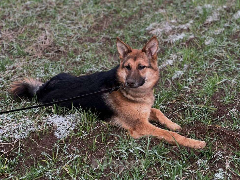 Собаки в Клине: Фундук — ласковый добряк, который ищет свою семью Мальчик, Бесплатно - фото 1