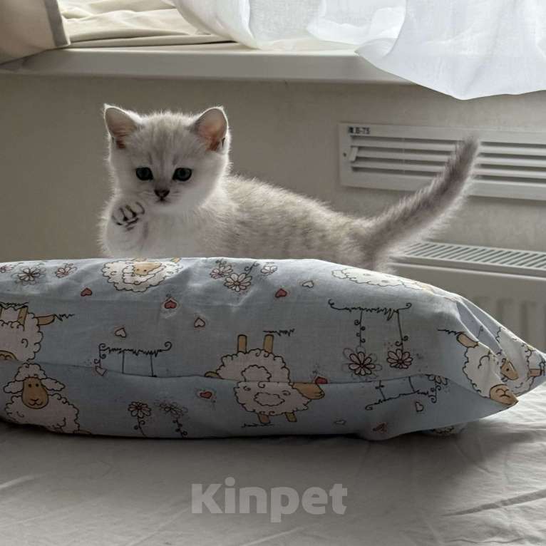 Кошки в Тюмени: Британский мальчик окраса ns11 Мальчик, 10 000 руб. - фото 3