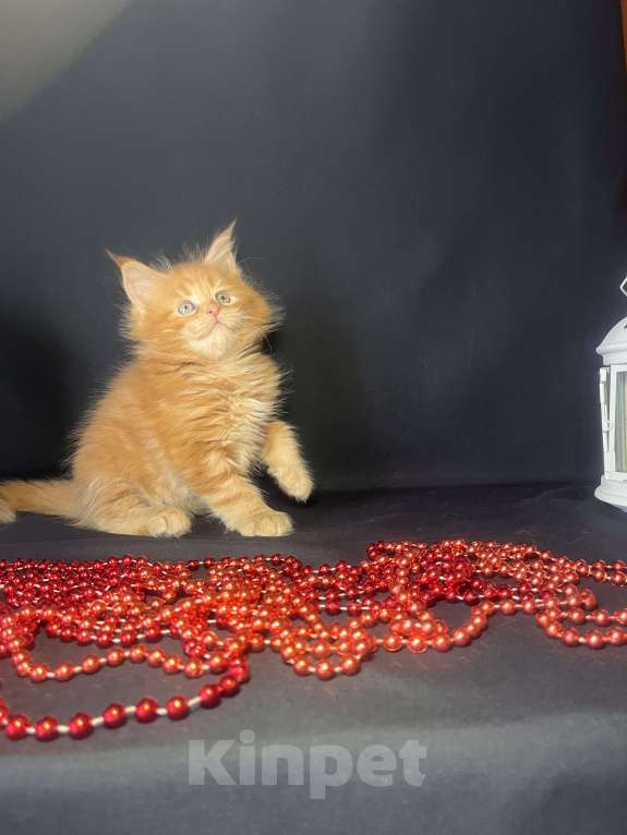 Кошки в Ярославле: Кошка  Девочка, 80 000 руб. - фото 2