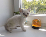 Кошки в Москве: Шотландский прямоухий короткошёрстный котёнок Мальчик, 15 000 руб. - фото 6