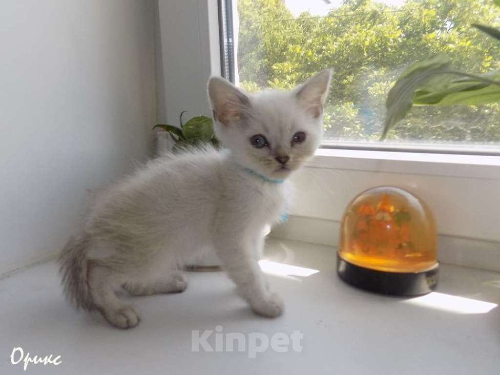 Кошки в Москве: Шотландский прямоухий короткошёрстный котёнок Мальчик, 15 000 руб. - фото 6