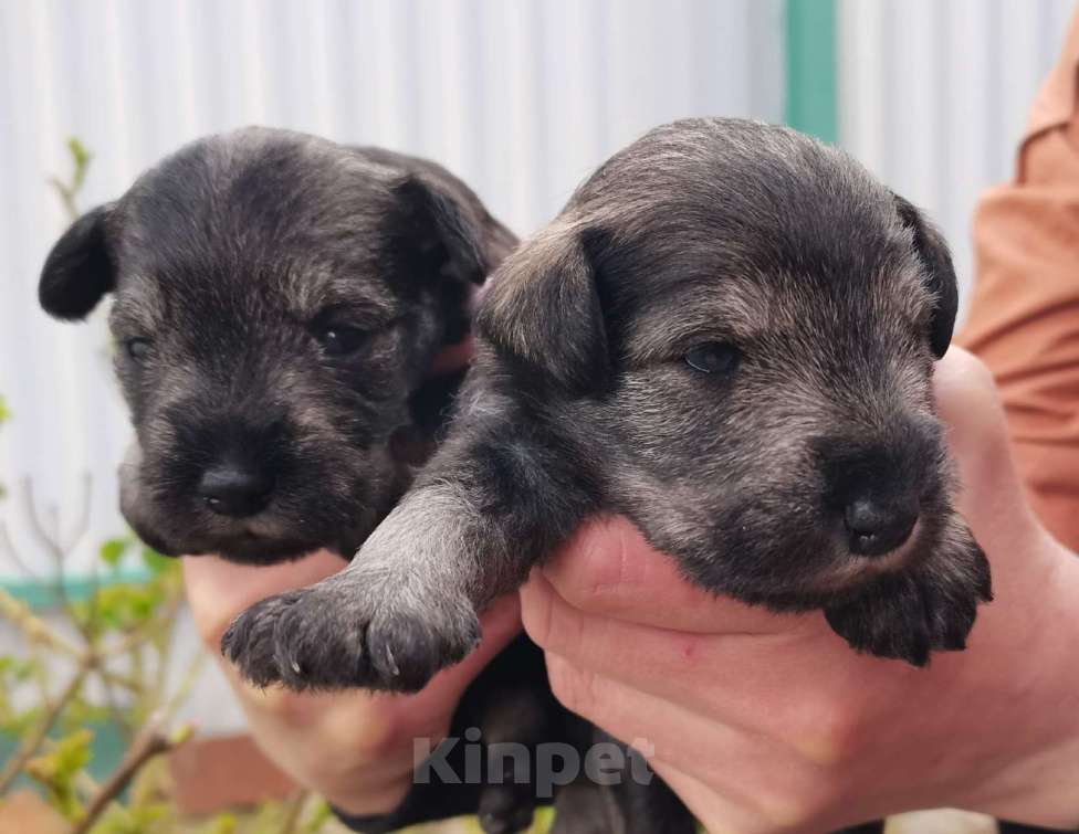 Собаки в Воронеже: Щенки цвергшнауцера Девочка, Бесплатно - фото 3