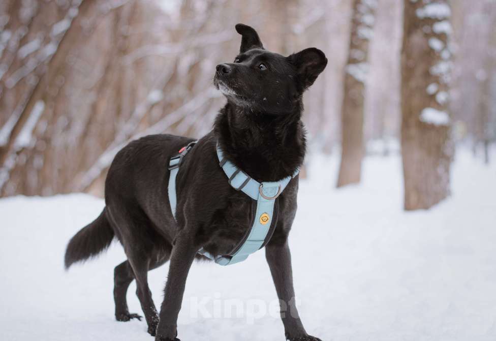 Собаки в Москве: Нора Девочка, Бесплатно - фото 5