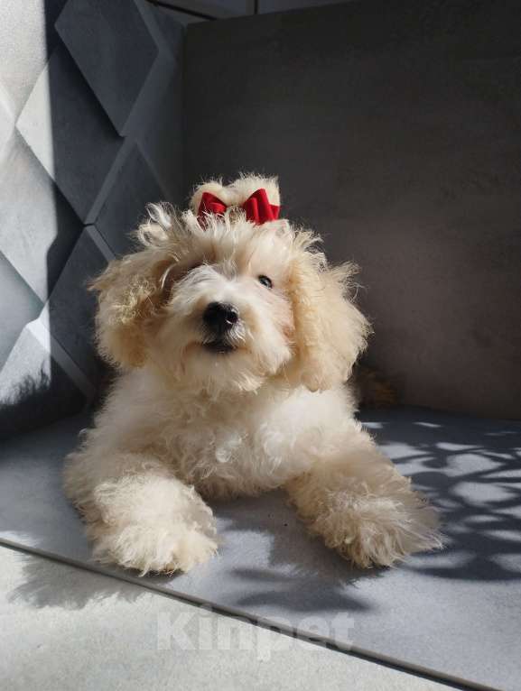 Собаки в Москве: Девочка той-пудель щенок Девочка, 60 000 руб. - фото 2