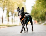 Собаки в Москве: Харизматичный Вермут ищет дом! Мальчик, Бесплатно - фото 3