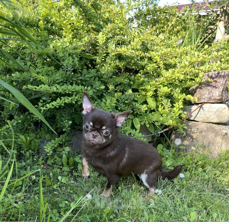 Собаки в Санкт-Петербурге: Курносик чих Мальчик, Бесплатно - фото 2