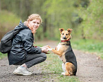 Собаки в Домодедово: Возьми меня домой Девочка, Бесплатно - фото 2