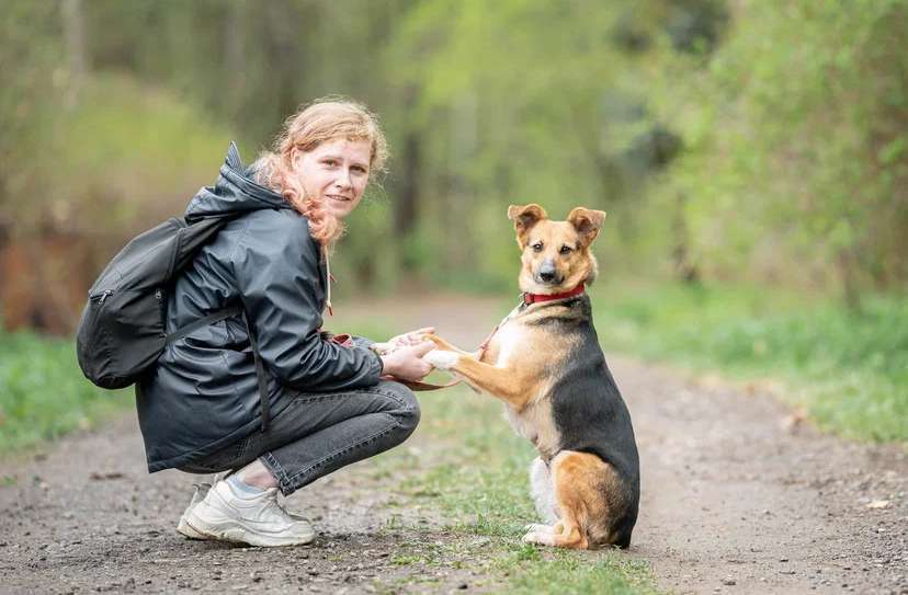 Собаки в Домодедово: Возьми меня домой Девочка, Бесплатно - фото 2